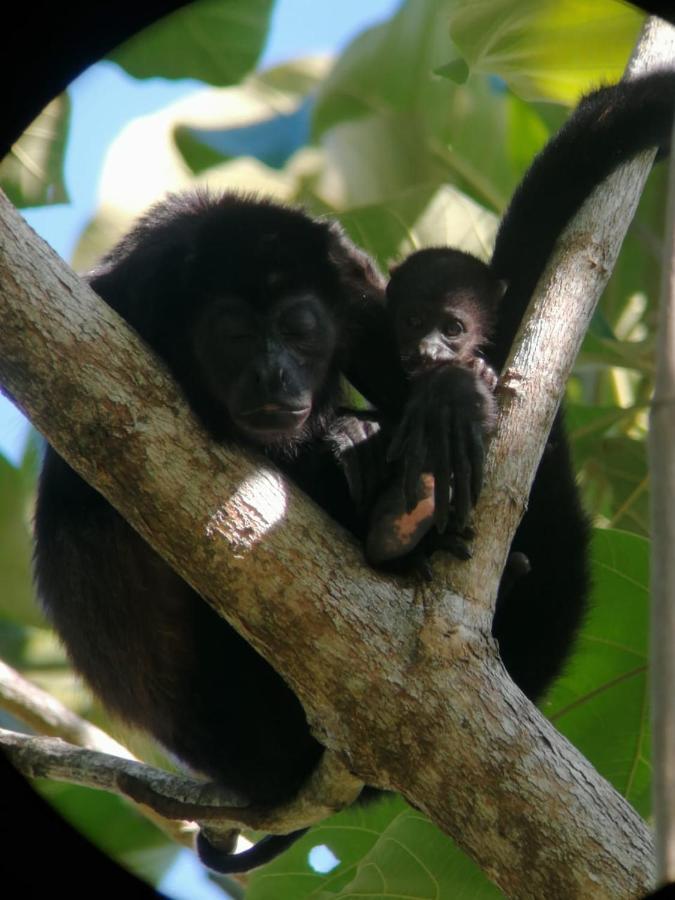 Sura House Corcovado Habitacion Big With Ac ปัวร์โตคิมาเนซ ภายนอก รูปภาพ
