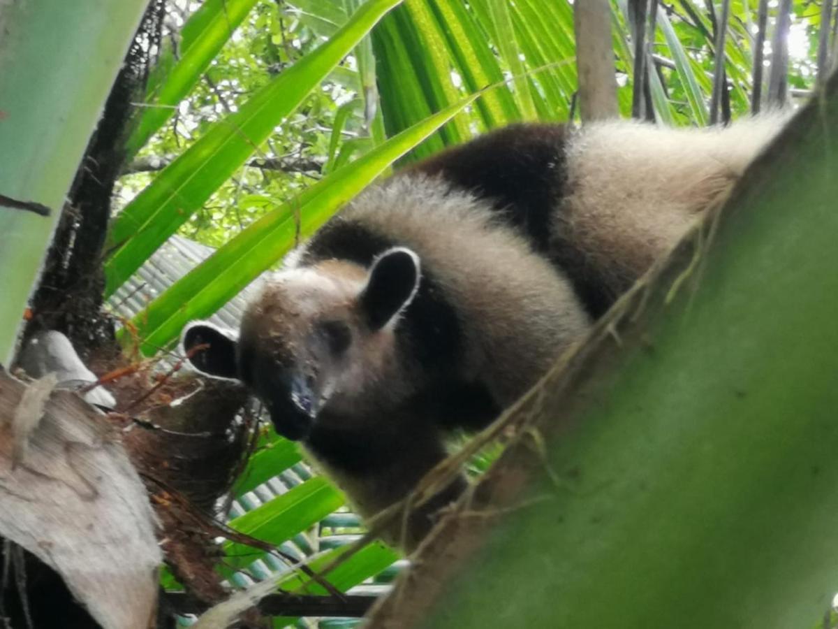 Sura House Corcovado Habitacion Big With Ac ปัวร์โตคิมาเนซ ภายนอก รูปภาพ